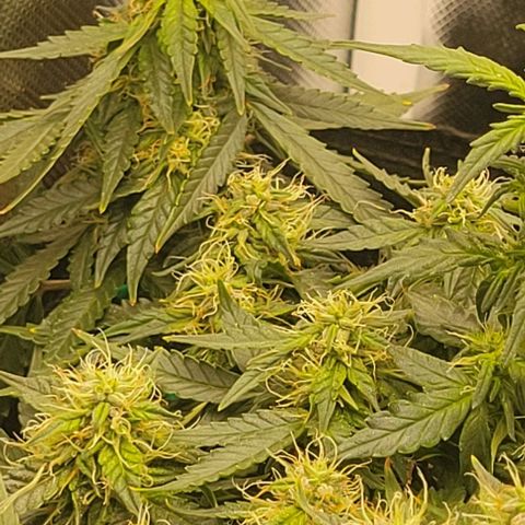 Chocolate mints og auto growlog photo: Choco and Doro really filling up showing growth in the caylix area 