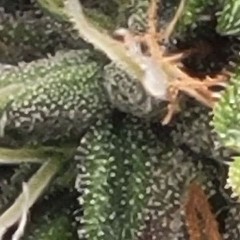 Chocolate mints og auto growlog photo: Choco and Doro really filling up showing growth in the caylix area 