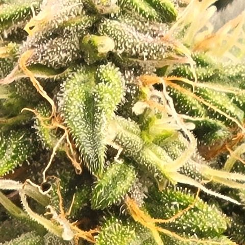 Chocolate mints og auto growlog photo: Choco and Doro really filling up showing growth in the caylix area 