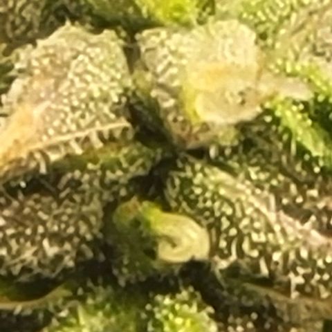 Chocolate mints og auto growlog photo: Choco and Doro really filling up showing growth in the caylix area 