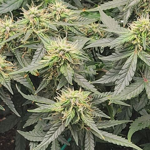 Chocolate mints og auto growlog photo: Choco and Doro really filling up showing growth in the caylix area 