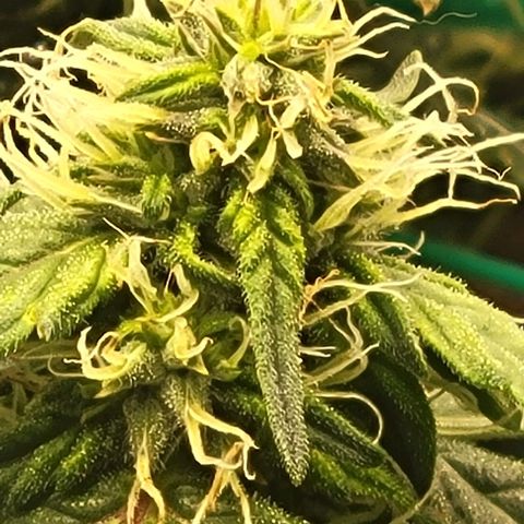 Chocolate mints og auto growlog photo: Choco and Doro really filling up showing growth in the caylix area 