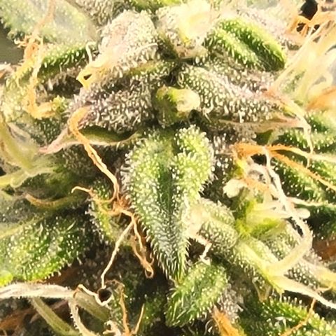 Chocolate mints og auto growlog photo: Choco and Doro really filling up showing growth in the caylix area 