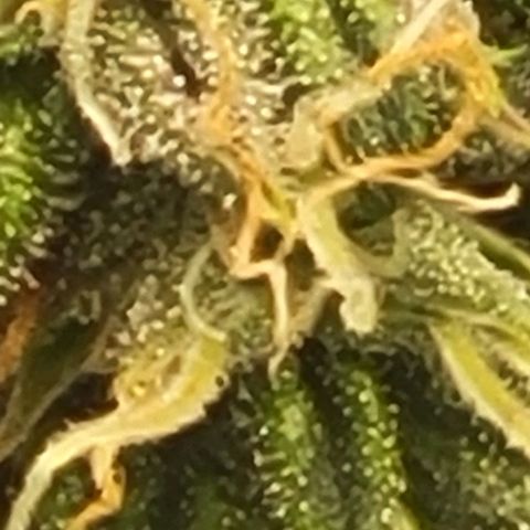 Chocolate mints og auto growlog photo: Choco and Doro really filling up showing growth in the caylix area 