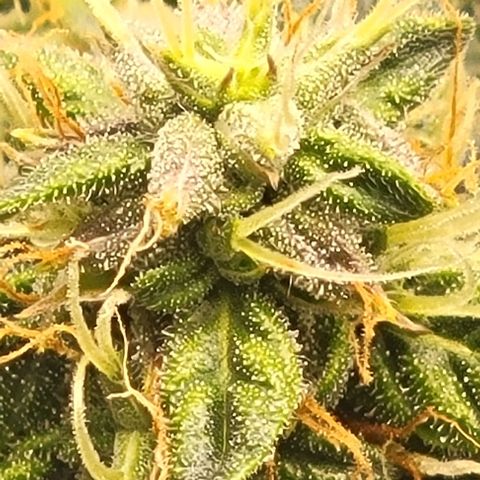 Chocolate mints og auto growlog photo: Choco glamor shots lol