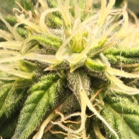 Chocolate mints og auto growlog photo: Choco glamor shots lol