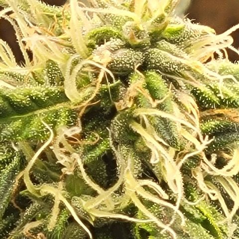 Chocolate mints og auto growlog photo: Choco glamor shots lol