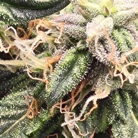 Chocolate mints og auto growlog photo: Choco glamor shots lol