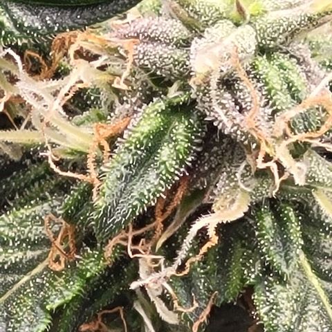 Chocolate mints og auto growlog photo: Choco glamor shots lol