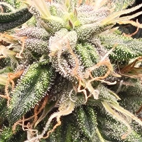 Chocolate mints og auto growlog photo: Choco glamor shots lol
