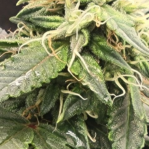 Chocolate mints og auto growlog photo: Choco glamor shots lol