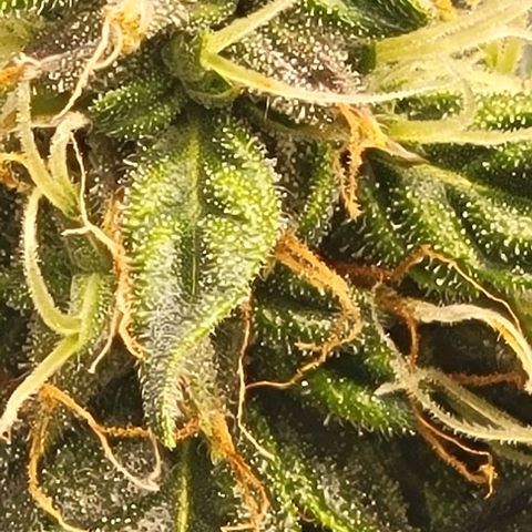 Chocolate mints og auto growlog photo: Choco glamor shots lol
