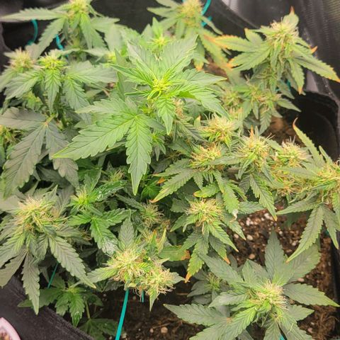 Chocolate mints og auto growlog photo: Doro glamor shots lol