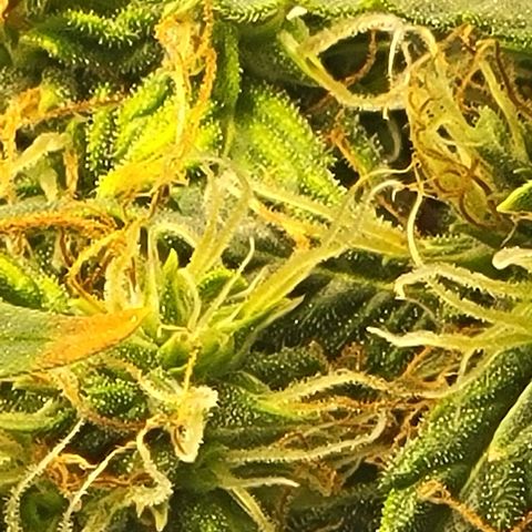 Chocolate mints og auto growlog photo: Doro glamor shots lol