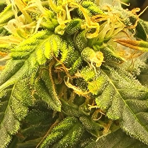 Chocolate mints og auto growlog photo: Doro glamor shots lol