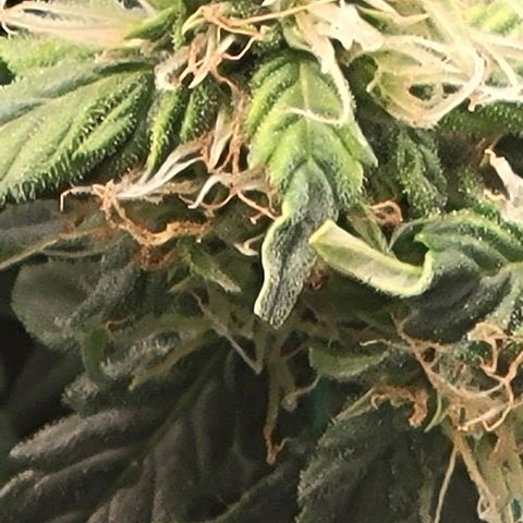 Chocolate mints og auto growlog photo: Doro glamor shots lol