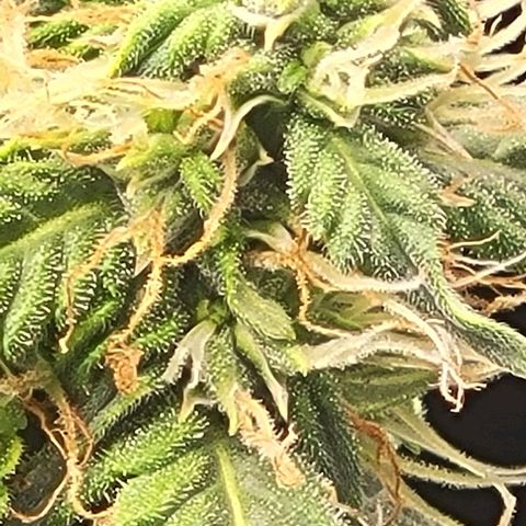 Chocolate mints og auto growlog photo: Doro glamor shots lol