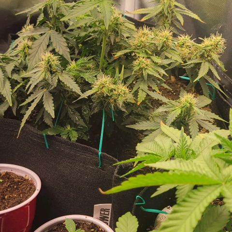 Chocolate mints og auto growlog photo: Doro glamor shots lol