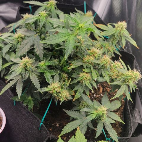 Chocolate mints og auto growlog photo: Doro glamor shots lol