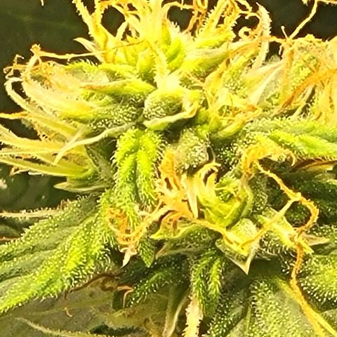 Chocolate mints og auto growlog photo: Doro glamor shots lol