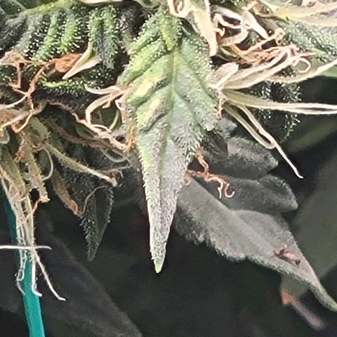 Chocolate mints og auto growlog photo: Doro glamor shots lol