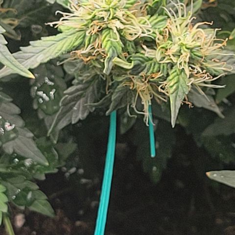 Chocolate mints og auto growlog photo: Doro glamor shots lol