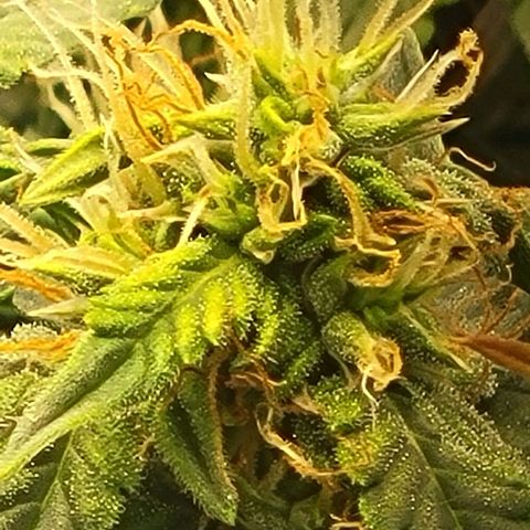 Chocolate mints og auto growlog timeline photo