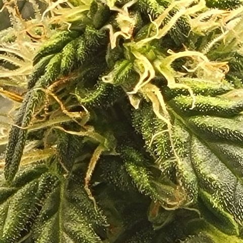Chocolate mints og auto growlog timeline photo
