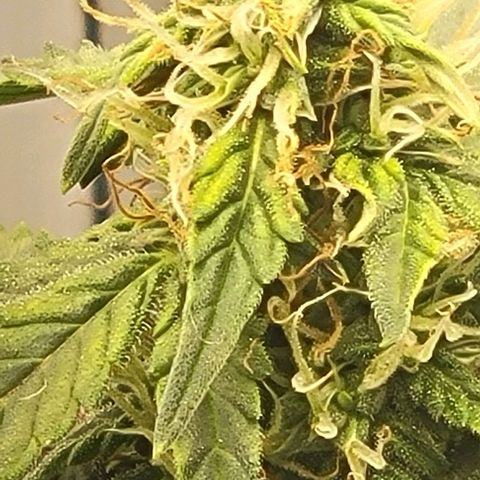 Chocolate mints og auto growlog timeline photo