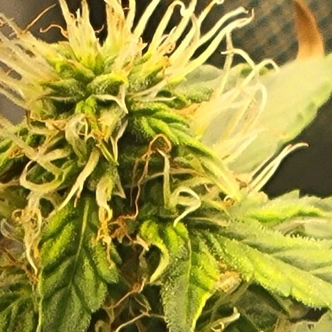 Chocolate mints og auto growlog timeline photo