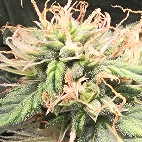Chocolate mints og auto growlog timeline photo