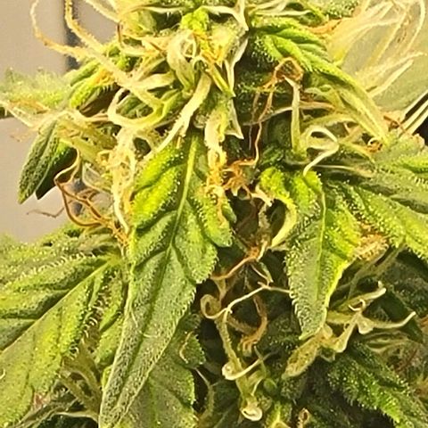 Chocolate mints og auto growlog timeline photo