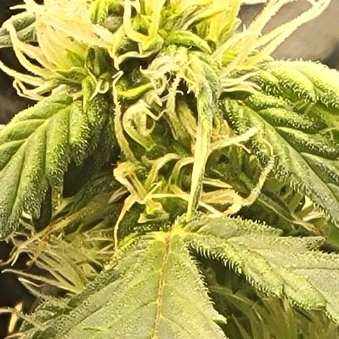 Chocolate mints og auto growlog timeline photo