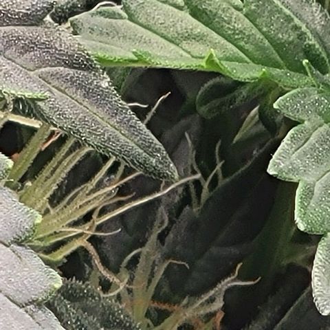 Chocolate mints og auto growlog timeline photo