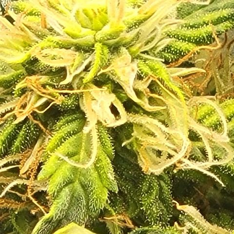 Chocolate mints og auto growlog timeline photo