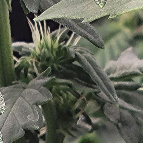 Chocolate mints og auto growlog timeline photo