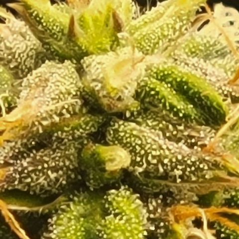 Chocolate mints og auto growlog timeline photo