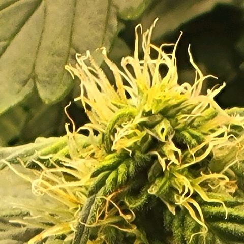 Chocolate mints og auto growlog timeline photo