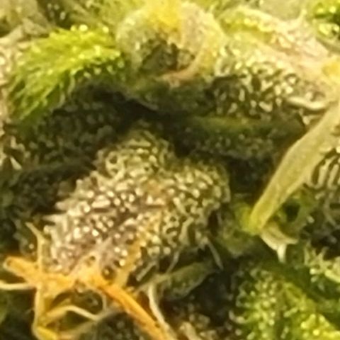 Chocolate mints og auto growlog timeline photo