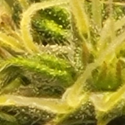 Chocolate mints og auto growlog timeline photo