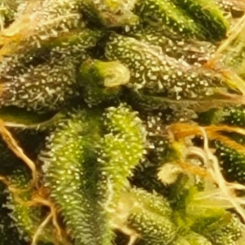 Chocolate mints og auto growlog timeline photo