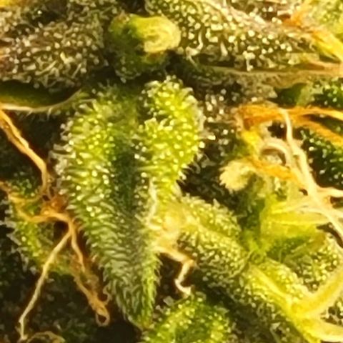 Chocolate mints og auto growlog timeline photo