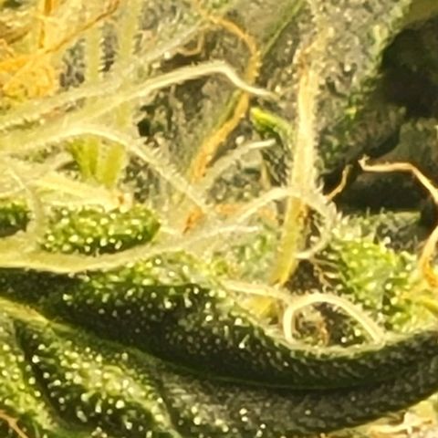 Chocolate mints og auto growlog photo: Lil mushrooms its crazy there's a glob of it in a few spots 