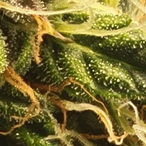 Chocolate mints og auto growlog photo: Lil mushrooms its crazy there's a glob of it in a few spots 