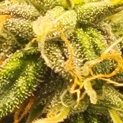 Chocolate mints og auto growlog photo: Lil mushrooms its crazy there's a glob of it in a few spots 