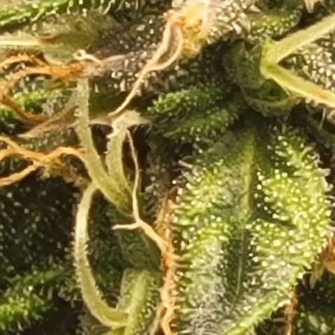 Chocolate mints og auto growlog photo: Lil mushrooms its crazy there's a glob of it in a few spots 