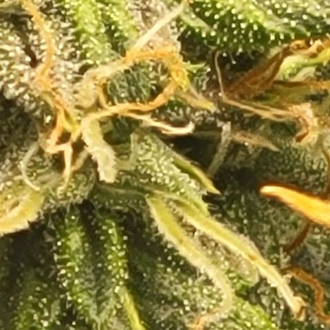 Chocolate mints og auto growlog photo: Lil mushrooms its crazy there's a glob of it in a few spots 