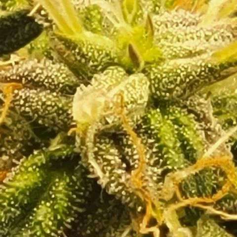 Chocolate mints og auto growlog photo: Lil mushrooms its crazy there's a glob of it in a few spots 