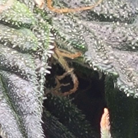 Chocolate mints og auto growlog photo: Lil mushrooms its crazy there's a glob of it in a few spots 