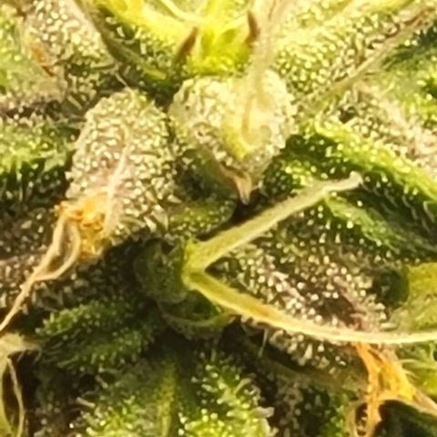 Chocolate mints og auto growlog photo: Lil mushrooms its crazy there's a glob of it in a few spots 